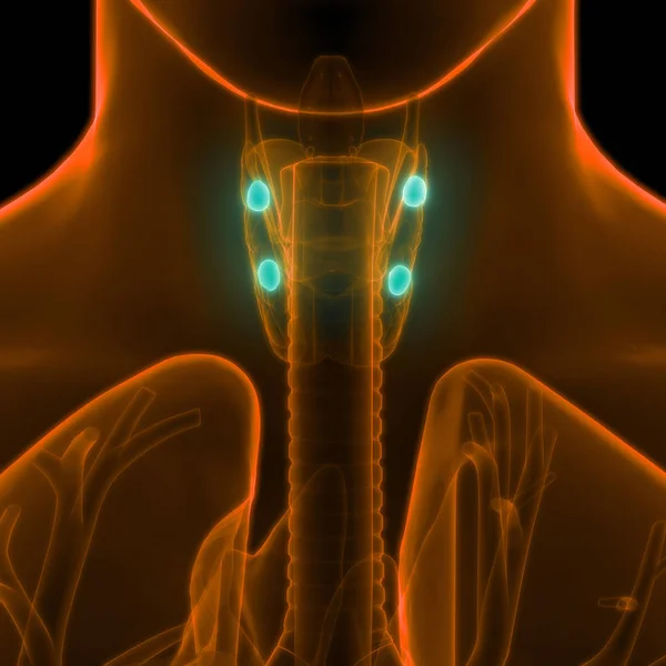 사람의 Thyroid Gland Anatomy 만든다 Illustration — 스톡 사진