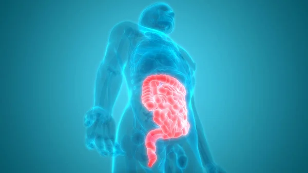 ヒト消化器系大規模および小腸の解剖学的構造ビュー — ストック写真