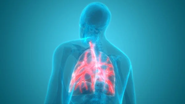 인간의 Human Respiratory System Lungs Anatomy — 스톡 사진