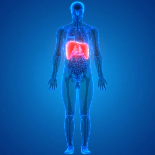 Anatomia Del Diaframma Del Sistema Respiratorio Umano Illustrazione — Foto Stock