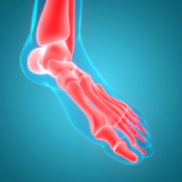 Human Body Bone Joint Pains (Foot joints and Bones). 3D - Illustration