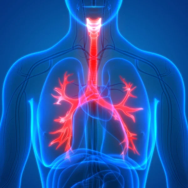 Human Respiratory System Lungs Anatomy — Stock Photo, Image