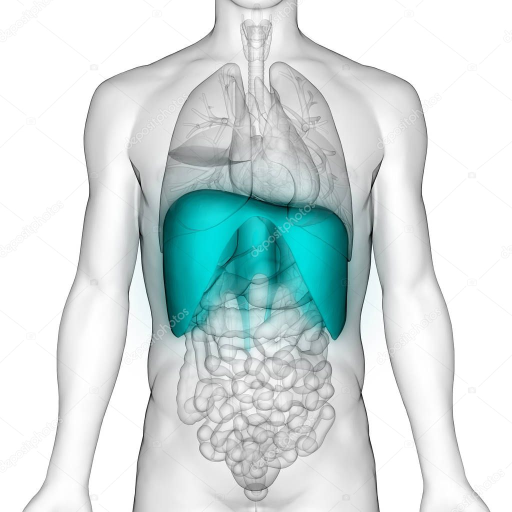 Human Respiratory System Diaphragm Anatomy. 3D - Illustration