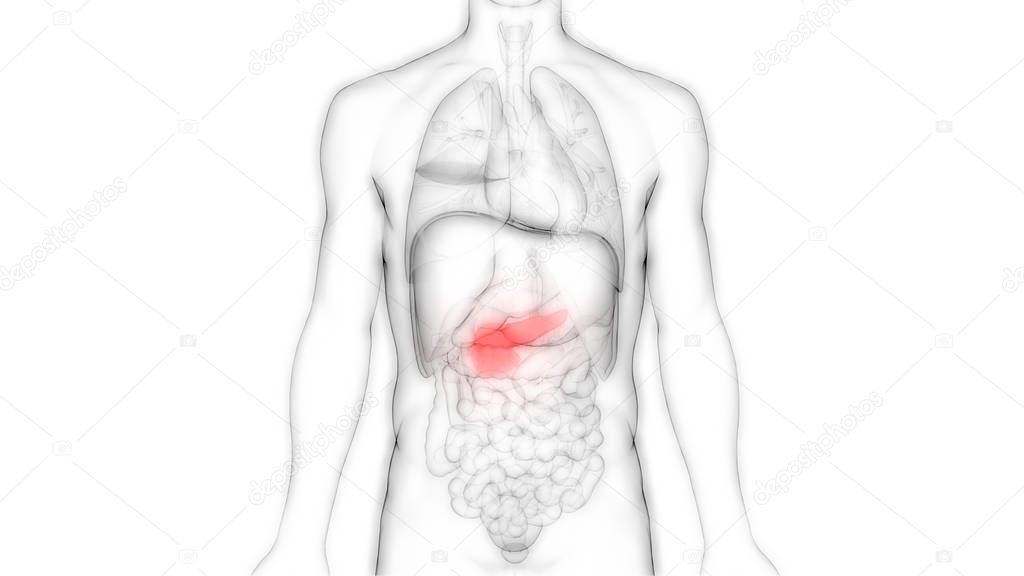 Human Internal Digestive Organ Pancreas Anatomy. 3D - Illustration