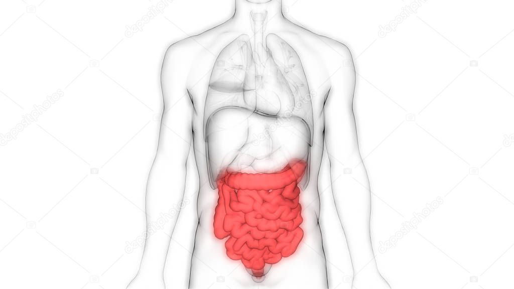 Human Digestive System Large and Small Intestine Anatomy View. 3D 