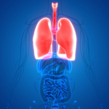 İnsan Solunum Sistemi Akciğerleri Anatomisi. Üç Boyut 