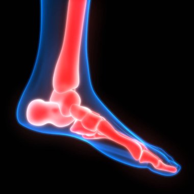 İnsan Vücut Kemiği Eklem Ağrısı (ayak eklemleri ve kemikler). 3D - Görüntü