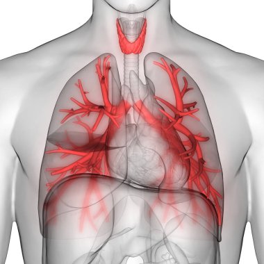 İnsan Solunum Sistemi Akciğerleri Anatomisi. Üç Boyut 