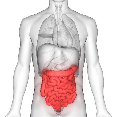 İnsan Sindirim Sistemi Geniş ve İnce Bağırsak Anatomisi Görünümü. 3d 