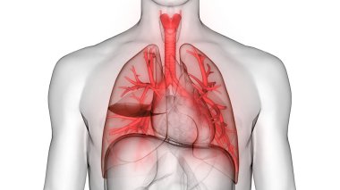 İnsan Solunum Sistemi Akciğerleri Anatomisi. Üç Boyut 