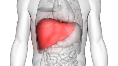 İnsan İç Sindirim Organı Karaciğer Anatomisi. 3d Fotoğraf: Magic Cmine