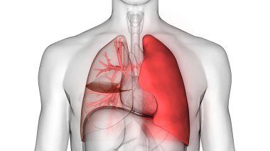 İnsan Solunum Sistemi Akciğerleri Anatomisi. Üç Boyut 