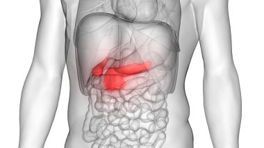 İnsan İç Sindirim Organı Pankreası Anatomisi. 3D - Görüntü