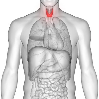 İnsan Vücut Bezleri Tiroit Bezi Anatomisi. 3D - Görüntü