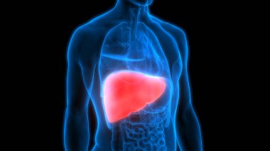 İnsan İç Sindirim Organı Anatomisi. Üç Boyut 