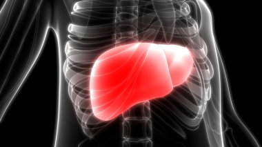 İnsan İç Sindirim Organı Anatomisi. Üç Boyut 