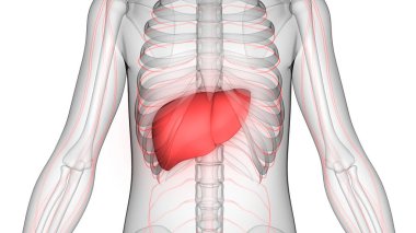 İnsan İç Sindirim Organı Anatomisi. Üç Boyut 
