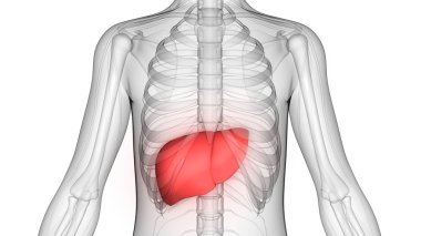 İnsan İç Sindirim Organı Anatomisi. Üç Boyut 