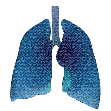 İnsan Solunum Sistemi Akciğerleri Anatomisi. Üç Boyut 