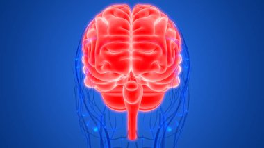 İnsan Vücut Bezleri Tiroit Bezi Anatomisi. 3D - Görüntü