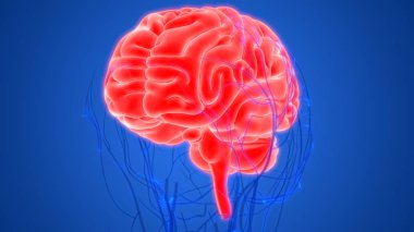 İnsan Vücut Bezleri Tiroit Bezi Anatomisi. 3D - Görüntü