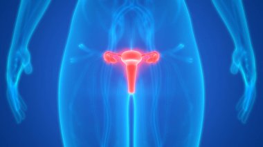 Kadın Üreme Sistemi Anatomisi. Üç Boyut