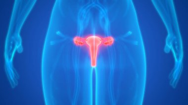 Kadın Üreme Sistemi Anatomisi. Üç Boyut