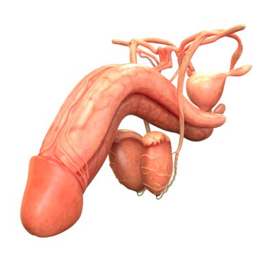 Erkek Üreme Sistemi Anatomisi. 3D - Görüntü