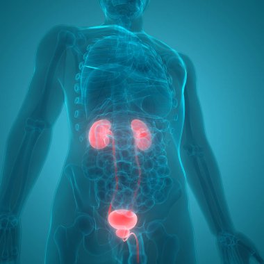 İdrar torbası anatomisi olan insan böbrekleri. Üç Boyut