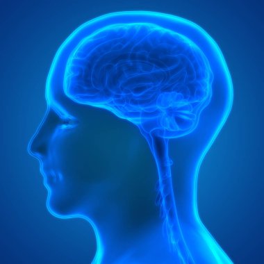 İnsan Sinir Sistemi Anatomisi Merkezi Organı. 3d