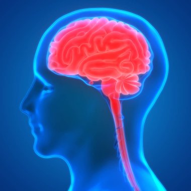 İnsan Sinir Sistemi Anatomisi Merkezi Organı. 3d