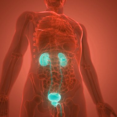 İdrar torbası anatomisi olan insan böbrekleri. Üç Boyut