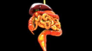 İnsan Sindirim Sistemi Geniş ve İnce Bağırsak Anatomisi Görünümü. 3d 