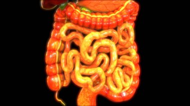 İnsan Sindirim Sistemi Geniş ve İnce Bağırsak Anatomisi Görünümü. 3d 