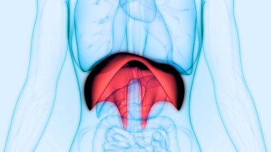 İnsan Solunum Sistemi Diyafram Anatomisi. 3D - Görüntü