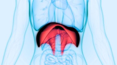 Human Respiratory System Diaphragm Anatomy. 3D - Illustration clipart