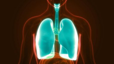 İnsan Solunum Sistemi Akciğerleri Anatomisi. Üç Boyut 