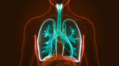 İnsan Solunum Sistemi Akciğerleri Anatomisi. Üç Boyut 