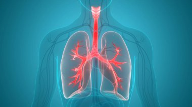 İnsan Solunum Sistemi Akciğerleri Anatomisi. Üç Boyut 