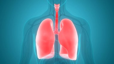 İnsan Solunum Sistemi Akciğerleri Anatomisi. Üç Boyut 