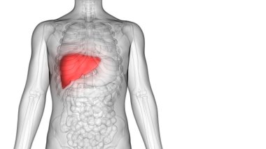 İnsan İç Sindirim Organı Anatomisi. Üç Boyut 