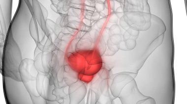 İnsan Vücut Organı (idrar kesesi). 3D - Görüntü