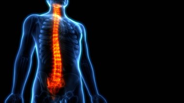 İnsan İskelet Sistemi Anatomisi 'nin Omurga Omurgası. 3D - Görüntü