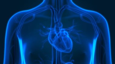 İnsan Dolaşım Sistemi Kalp Anatomisi. Üç Boyut