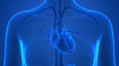 İnsan Dolaşım Sistemi Kalp Anatomisi. Üç Boyut