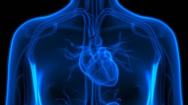 İnsan Dolaşım Sistemi Kalp Anatomisi. Üç Boyut