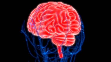 İnsan Beyni Anatomisi - İllüstrasyon