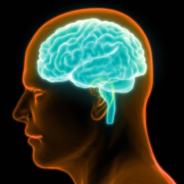 İnsan Beyni Anatomisi - İllüstrasyon