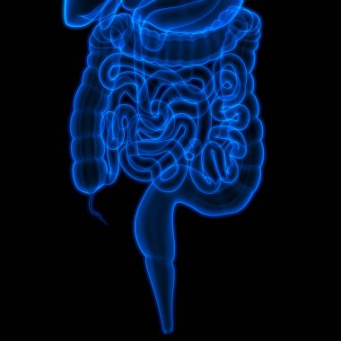 İnsan Sindirim Sistemi Geniş ve İnce Bağırsak Anatomisi. 3D - Görüntü