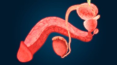Erkek Üreme Sistemi Anatomisi. 3D - Görüntü